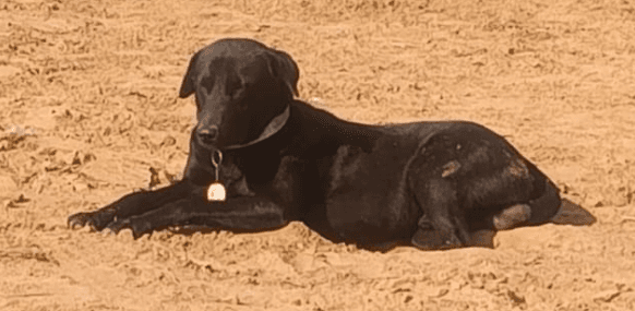 Happy Dog 1