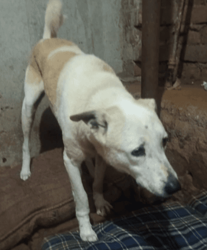 Happy Dog 1