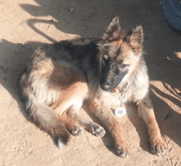 Standard Dog Collectible