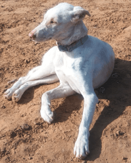 Rare Dog Collectible