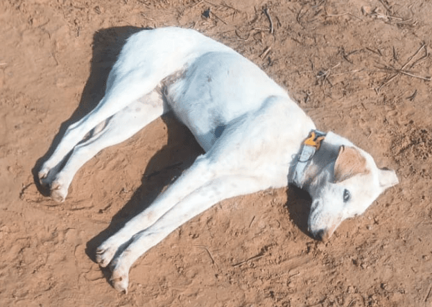 Whitey